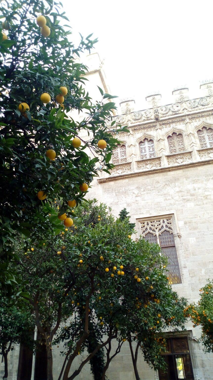 Valencia, Lonja de la Seda,orange tree
